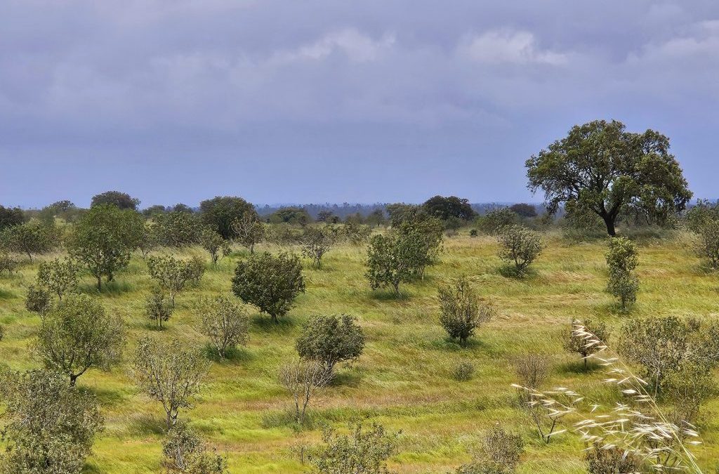 29.04.2025 – Mértola